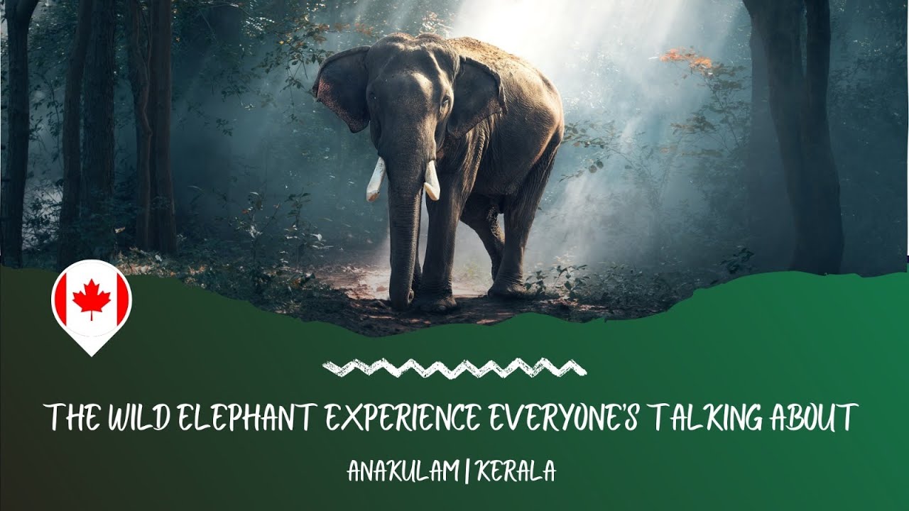 The Wild Elephant Experience Everyone’s Talking About | Anakulam | Kerala | Outdoor with Denny
