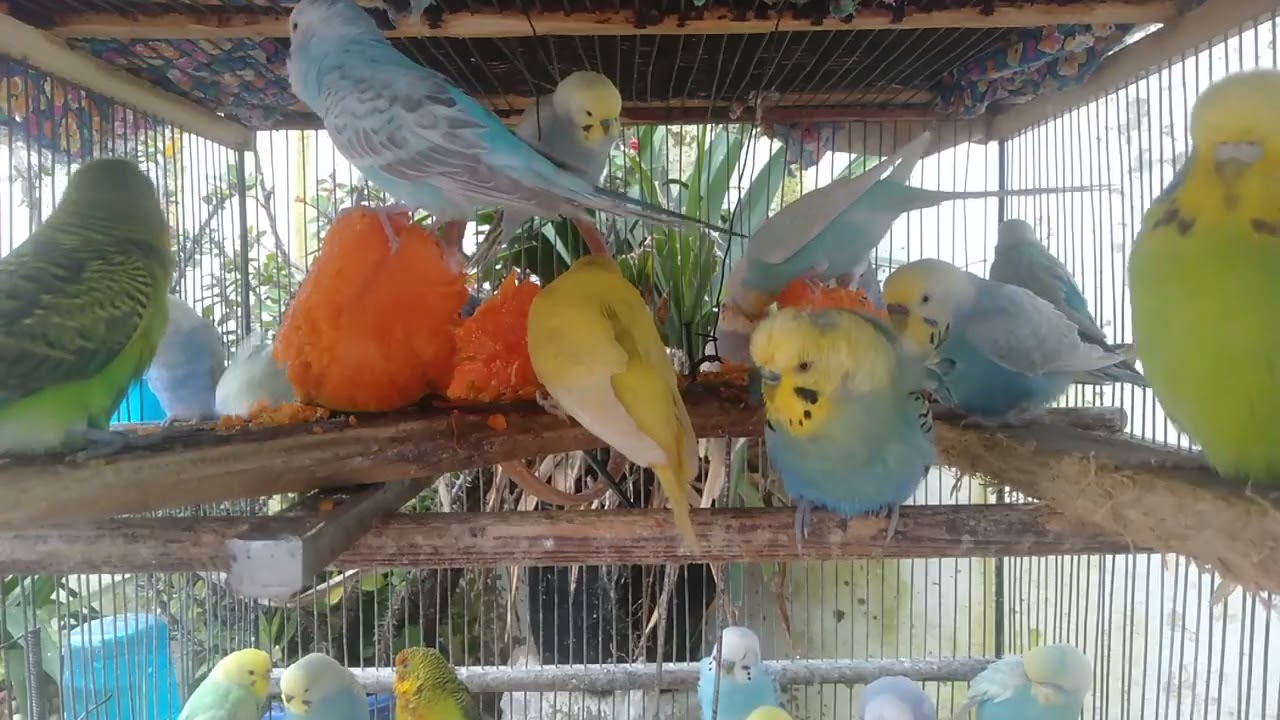 Refined Bird Home Design for Bird Lovers