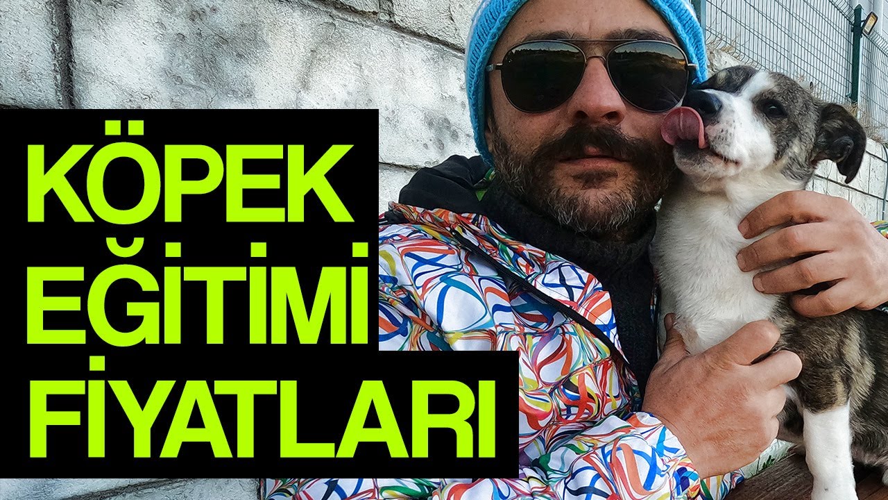 İzmir Köpek Eğitimi Fiyatları - Ver Patini Köpek Eğitim Merkezi
