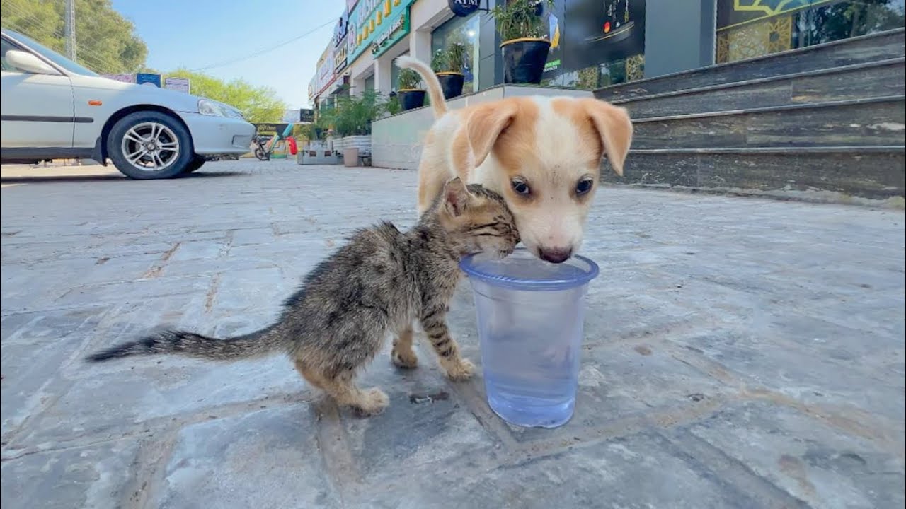 They waited a month for their owner... but they got us instead.
