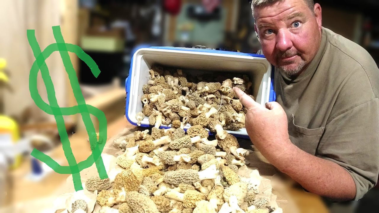 How much are morel mushrooms worth?