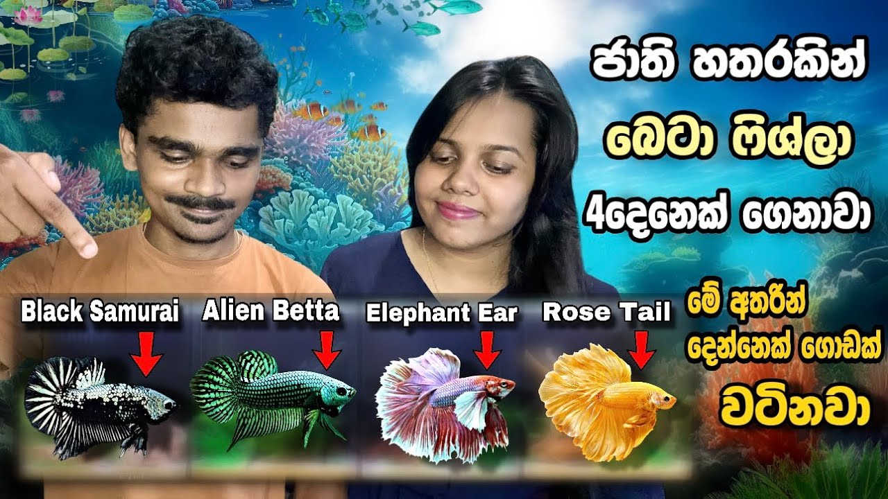 ජාති හතරකින් බෙටා ෆිශ්ලා හතරදෙනෙක් ගෙනාවා | Four Species Of Betta Fish Were Brought In