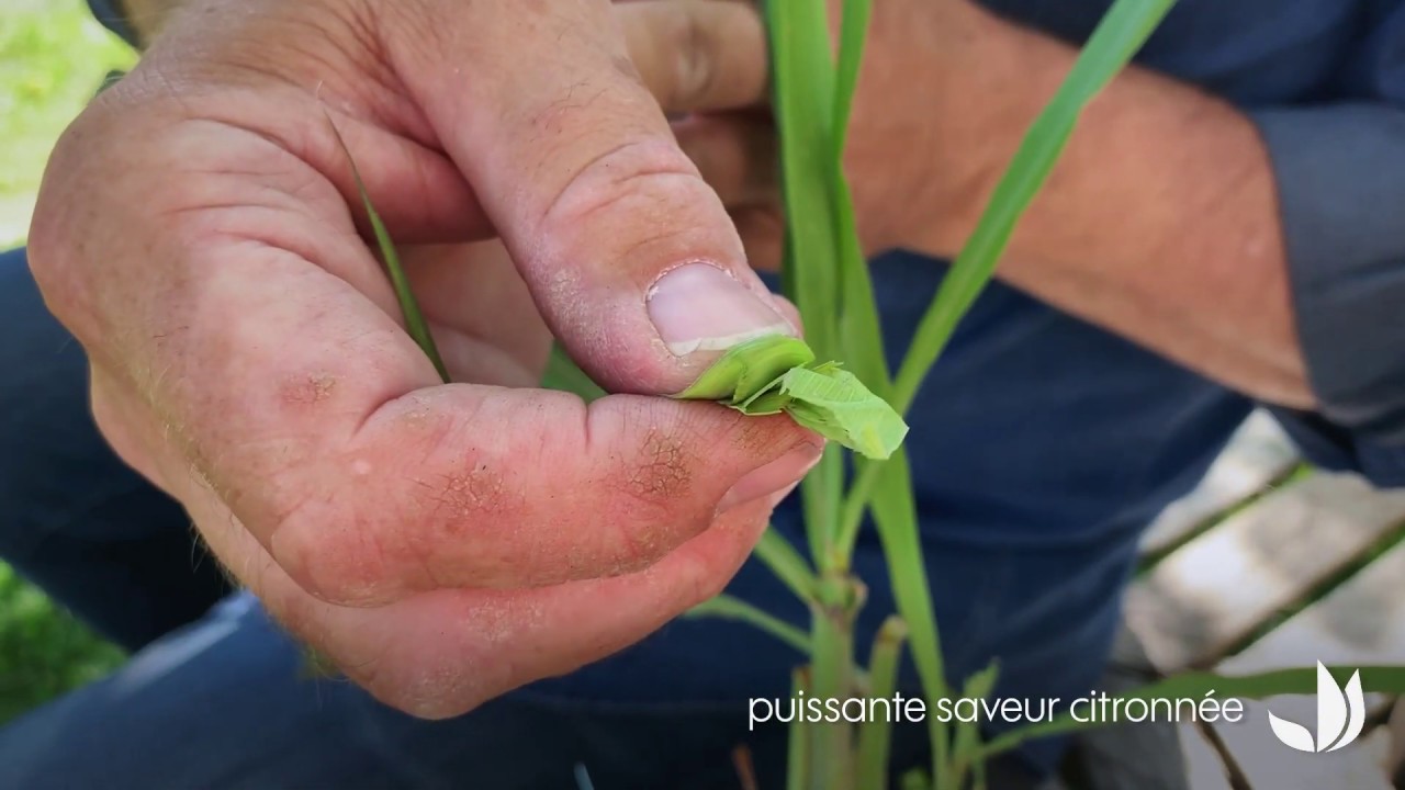 Cultiver la citronnelle de Madagascar (citronnelle de Java) - Truffaut
