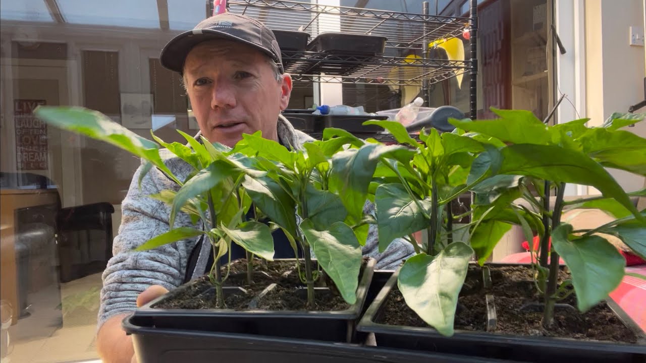 What I’m sowing and growing in February