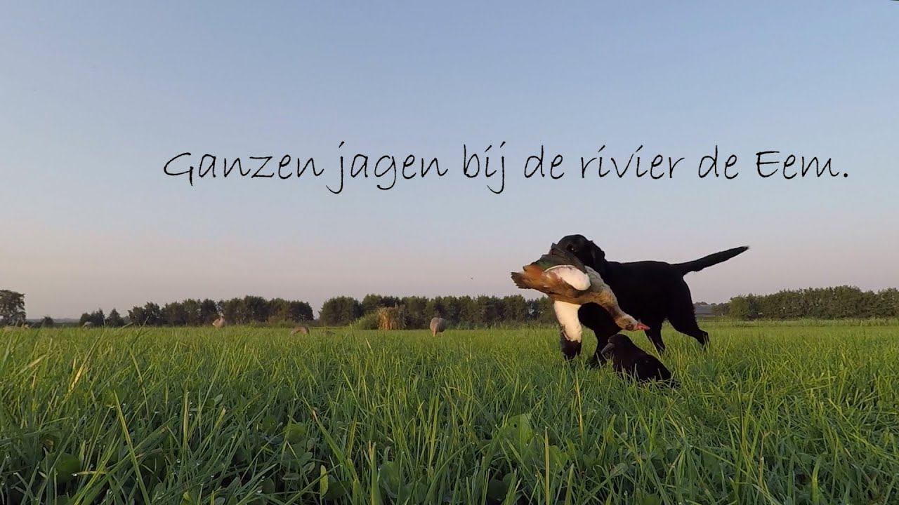 Jagen - Ganzen jagen bij de rivier de Eem.