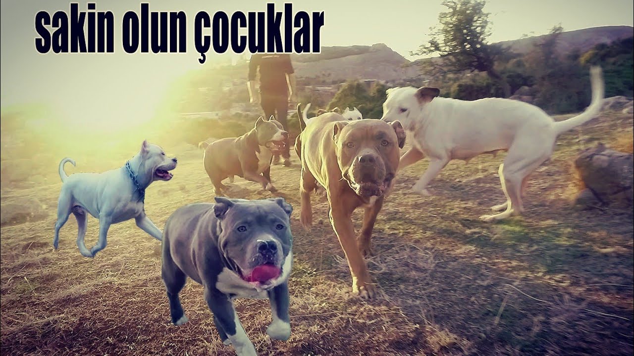 BULLY KRAL SİMON EMMA REDNOSE DOST DOGO SULTAN