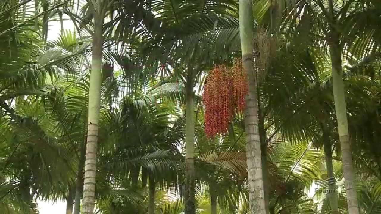 PALMEIRAS CULTIVADAS PARA PRODUÇÃO DE PALMITOS - HD