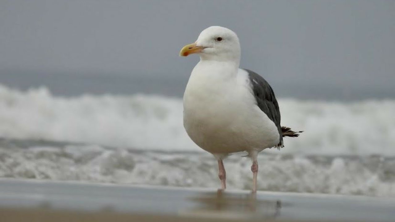 Big Gulls in CA | Bird Identification Guide