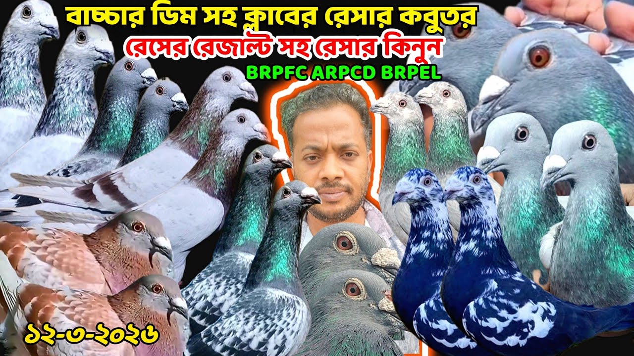 বাচ্চা ডিম সহ ক্লাবের রেস করা রেসার কবুতর কিনুন,কম দামে রেসার কবুতর বিক্রি হবে। জনি ভাইয়ের রেসার
