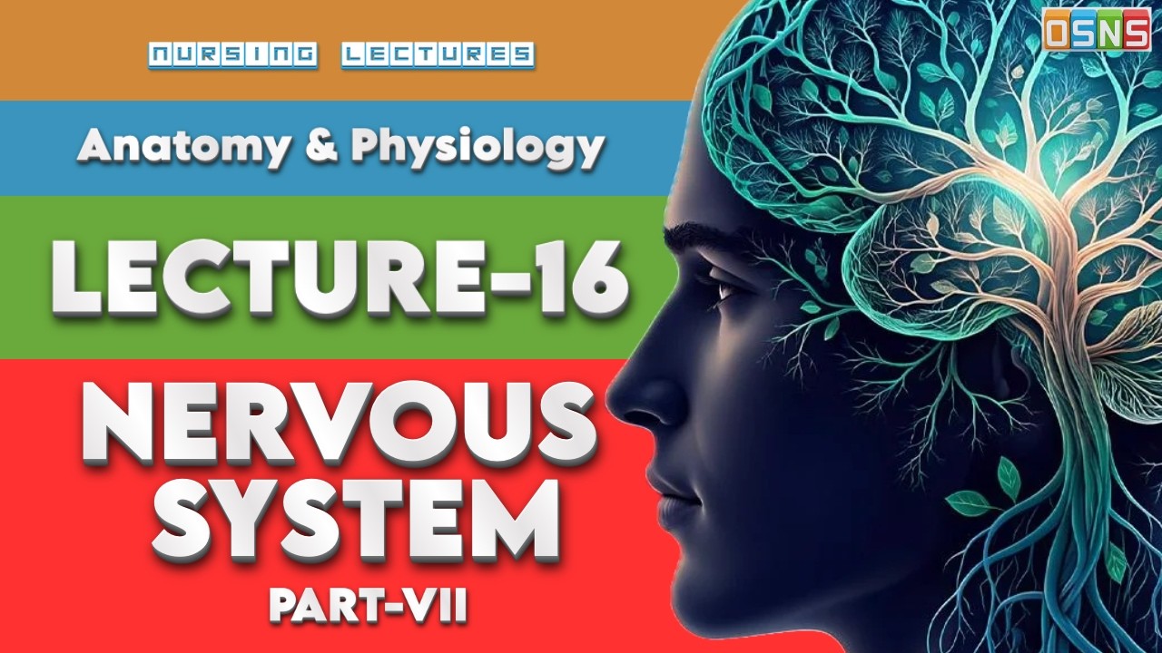 Spinal Cord Structure & Reflex Arc | Part 7 | Lecture 16 | OSNS| onestopnursingsolutions|