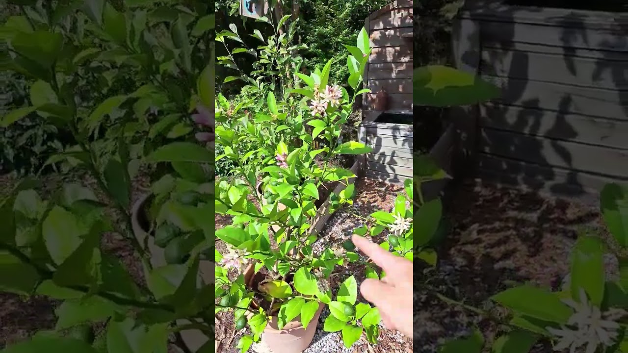Citronnier des 4 saisons