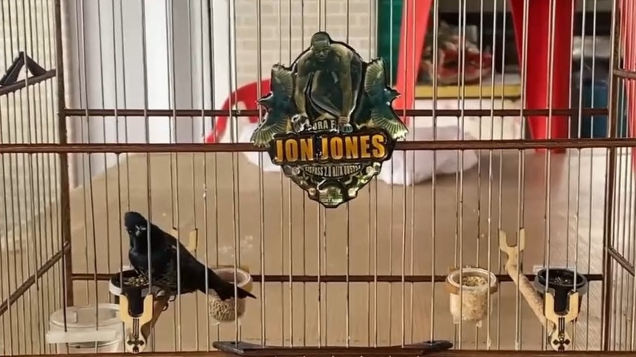 Famoso Tiziu Jon Jones cantando forte de pulo para esquentar machos!