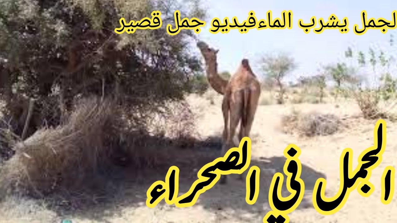 الجمل|الجمل في الصحراء|معلومات عن الجمل|حقائق عن الجملالجمل العربي