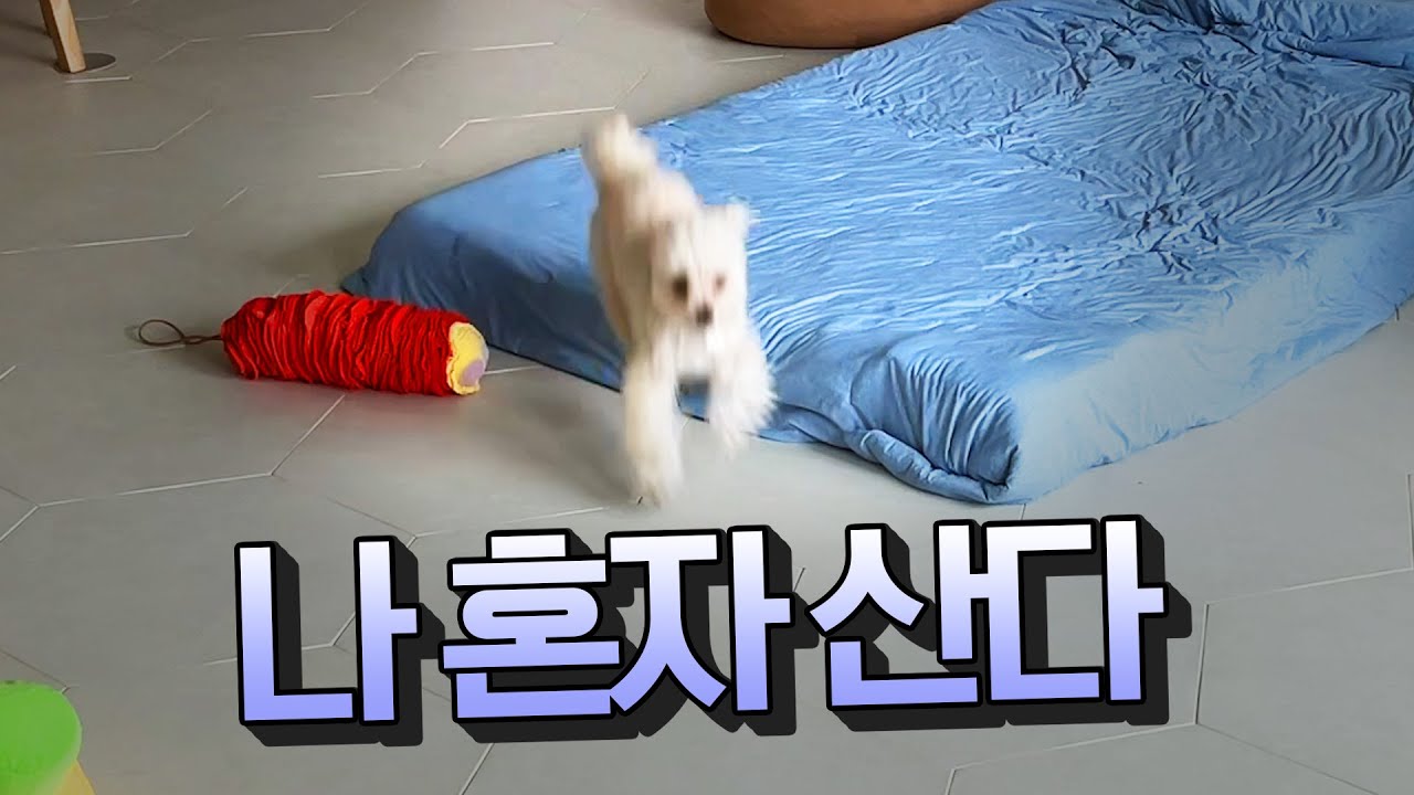 강아지 분리불안 없애기 위해 중요한 3가지