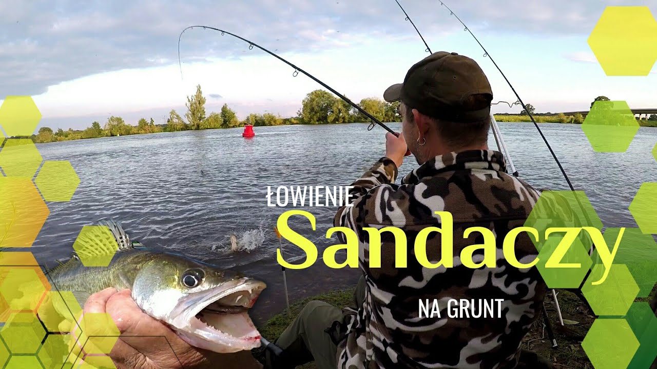 ŁOWIENIE SANDACZY NA GRUNT - BRANIA I HOLE RYB