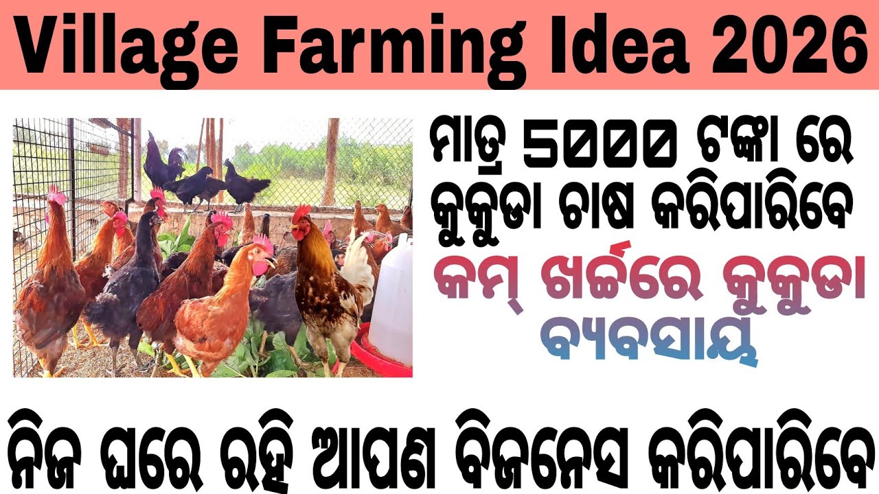 ଦେଶୀ କୁକୁଡ଼ା ଚାଷ / Desi Chicken Farming in Odisha /Village Farming Idea / Village business Odia