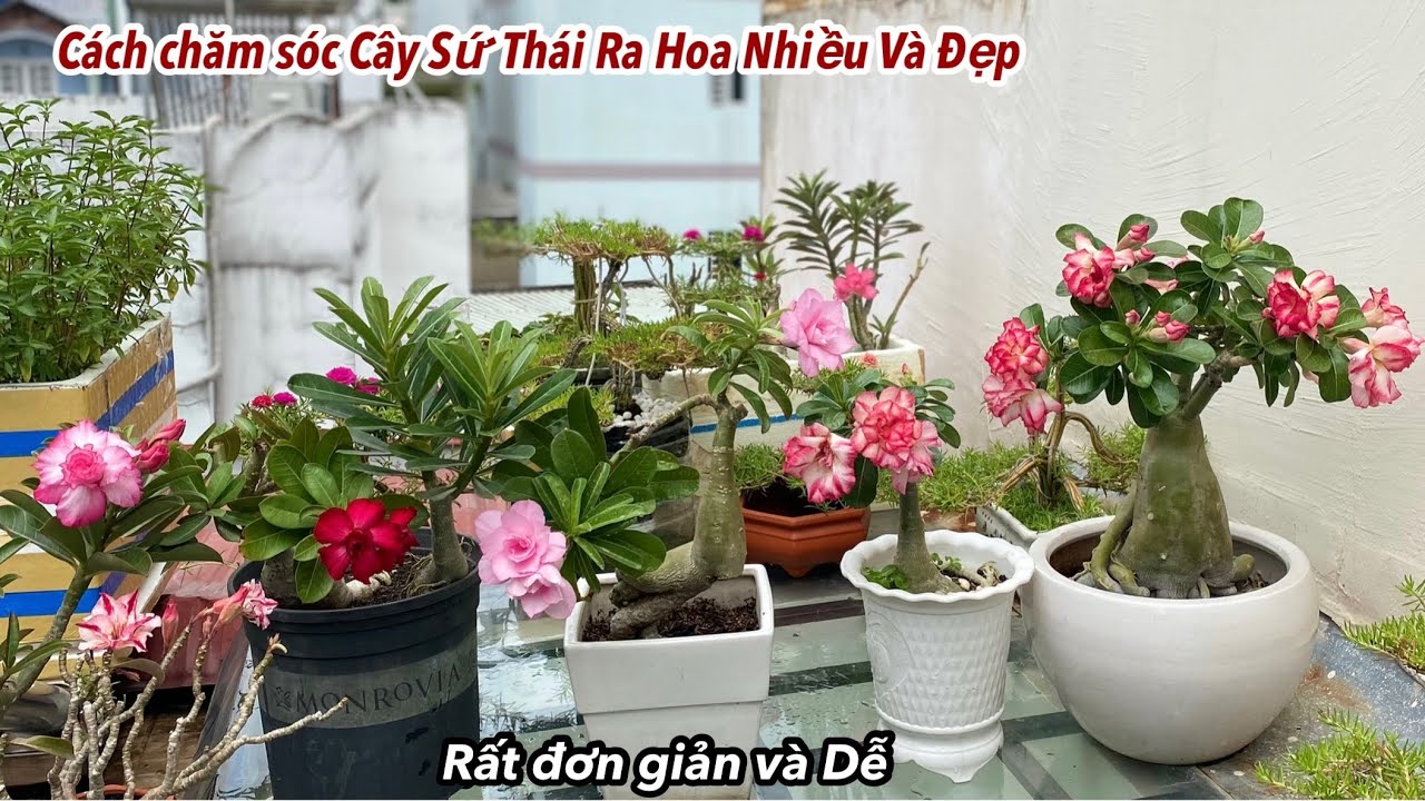 C&aacute;ch Chăm S&oacute;c Đơn Giản Gi&uacute;p C&acirc;y Sứ Th&aacute;i Ra Hoa Nhiều V&agrave; Đẹp