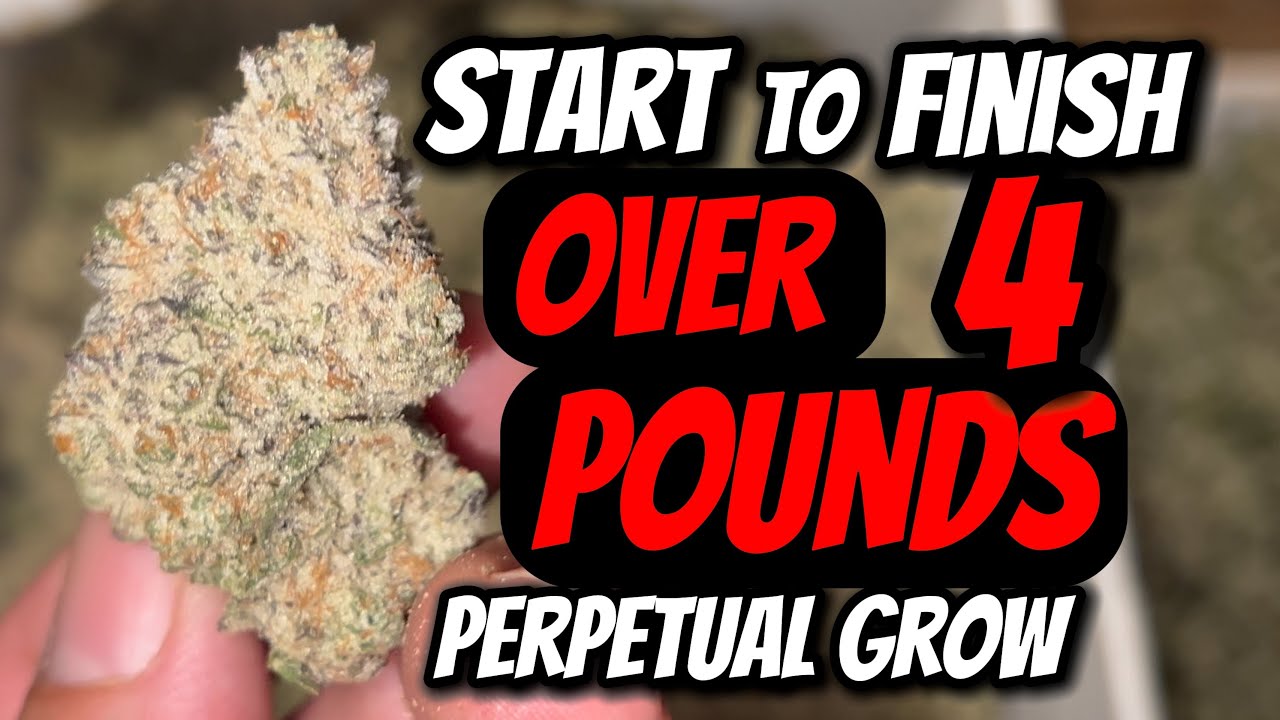 HOW I GREW OVER 4 POUNDS OF WEED SEED TO HARVEST TIMELAPSE FC-E 8000 MARS-HYDRO