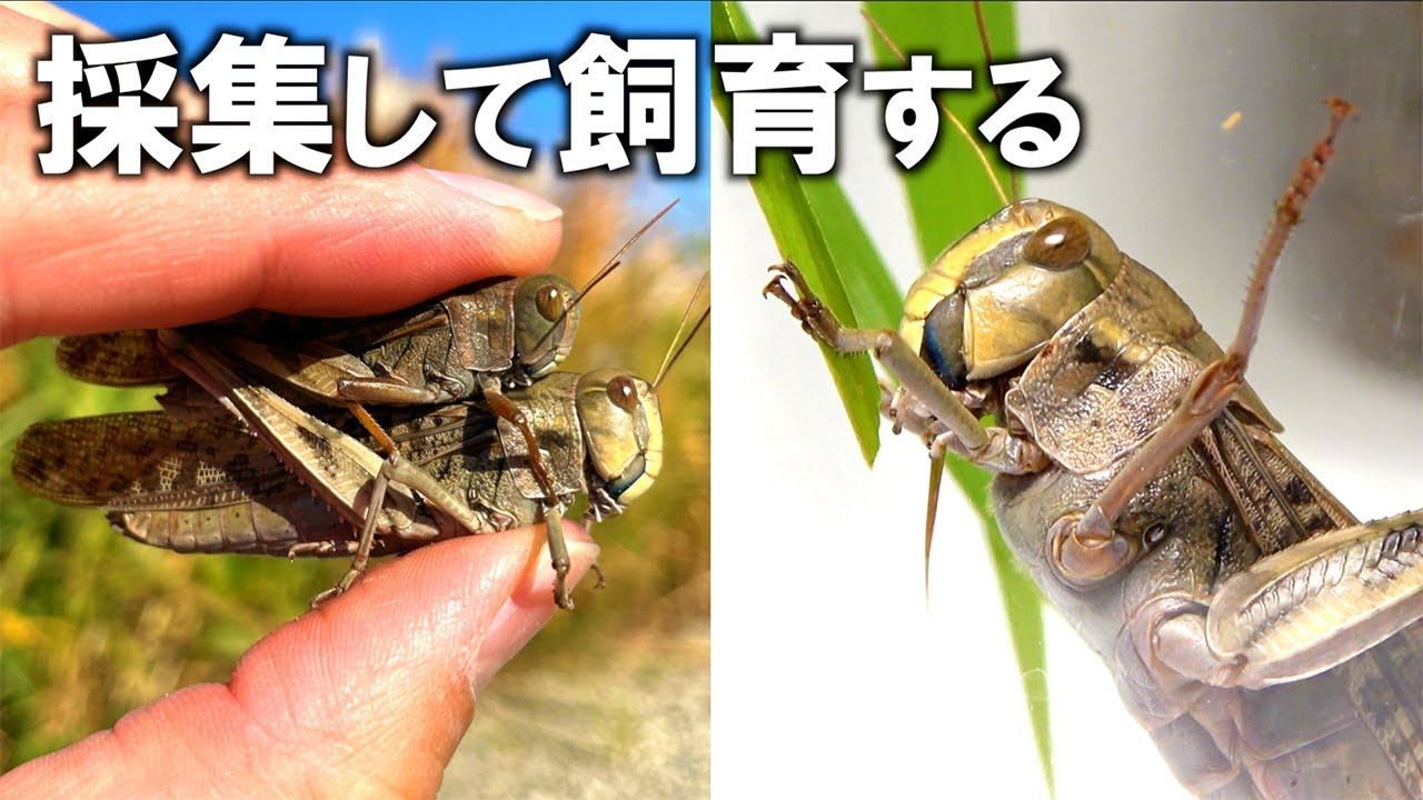 トノサマバッタを採集して産卵をさせたい！！！！