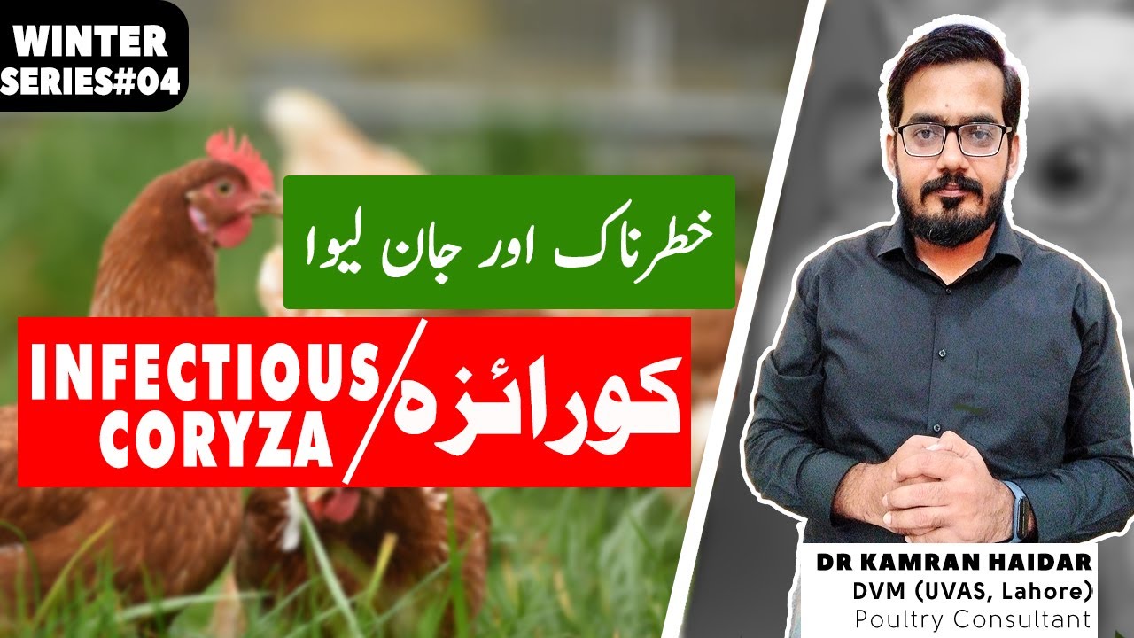 Infectious Coryza in Chickens | Treatment & Control of Infectious Coryza/Roup/Cold in Chickens