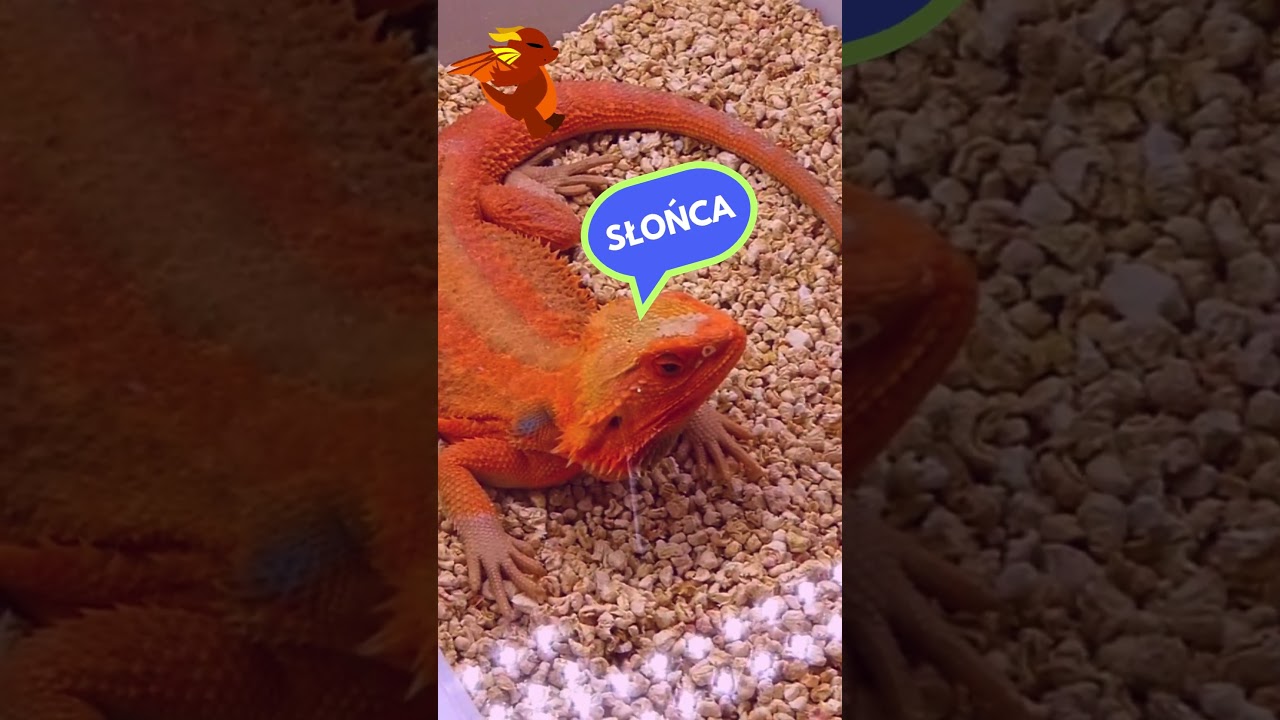 Agama Brodata z TerraAnimals  🦎