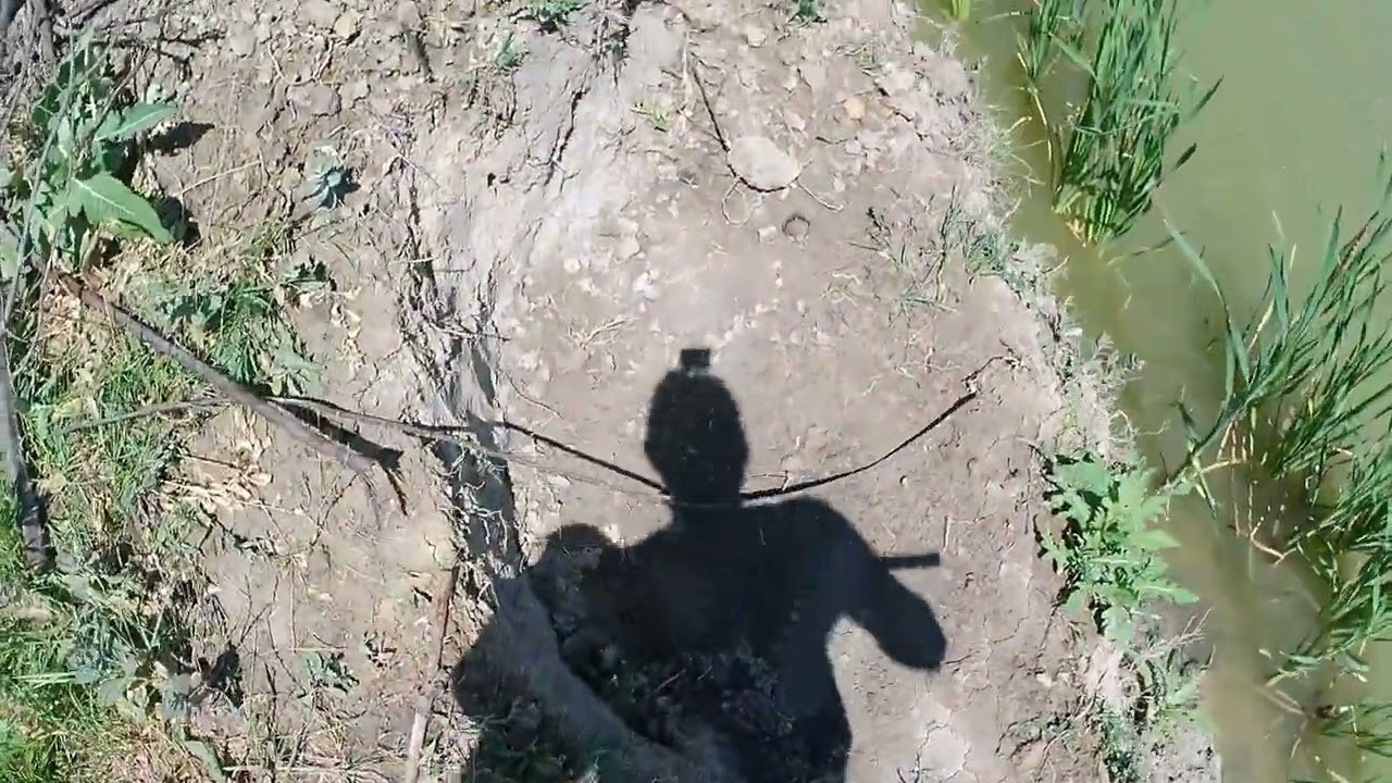 Hranjenje šarana !! #carp #fishing