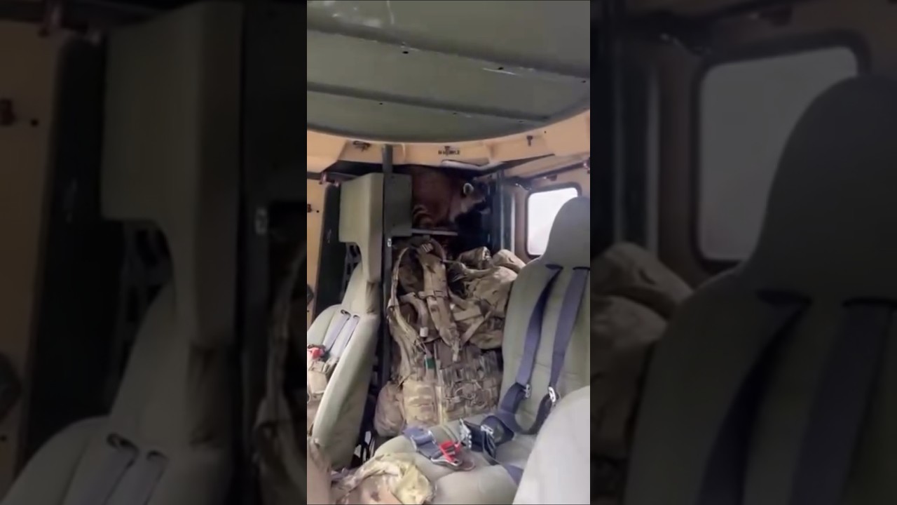 Енот #военные #военнаякарьера #морские пехотинцы #армия #флот #военнаяслужба #военныеСША