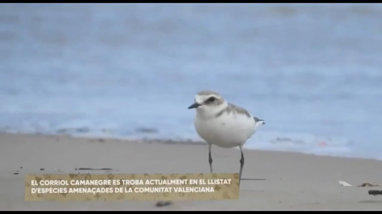El Corriol al Serradal - SEO BirdLife Comunitat Valenciana