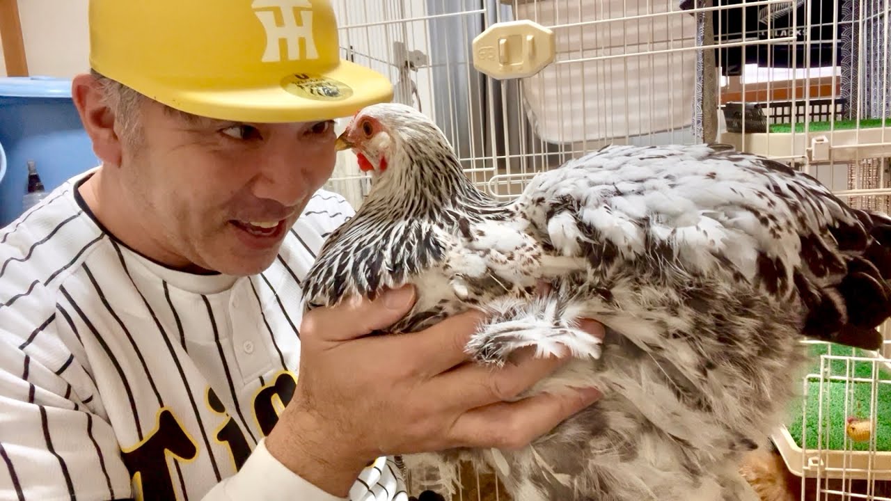 【平飼い卵とケージの卵】どっちを選ぶ？