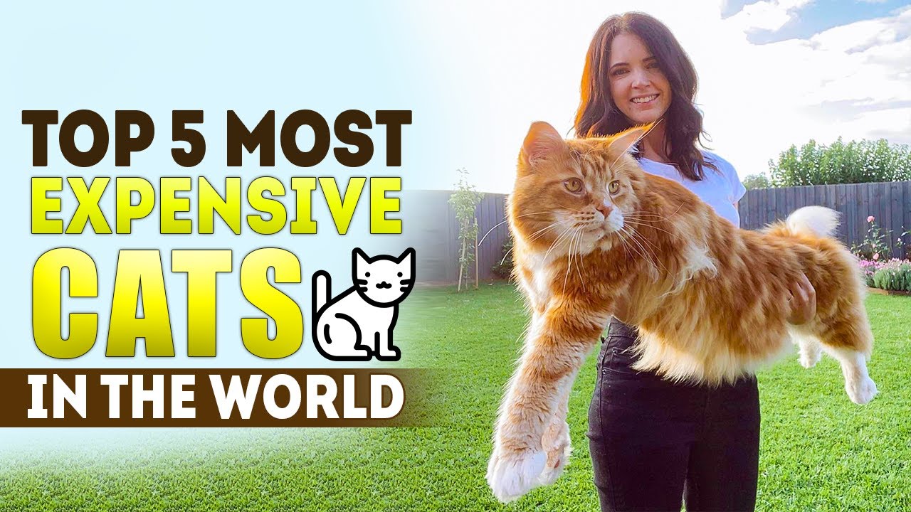 Top 5 Most Expensive Cats in The World | World's Most Expensive Cat | Arbitrage