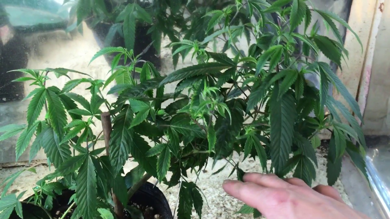 Monstercropped week 4 veg
