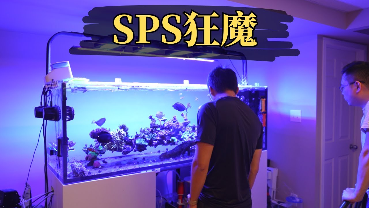 宏伟的1米8纯SPS海缸