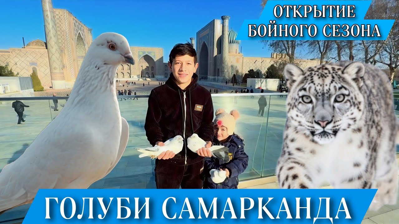 БОЙНЫЕ ГОЛУБИ САМАРКАНДА. ОТКРЫТИЕ СЕЗОНА. ВЫПУСК ГОЛУБЕЙ РАДИ МИРА ВО ВСЁМ МИРЕ. #pigeon #kaftar 
