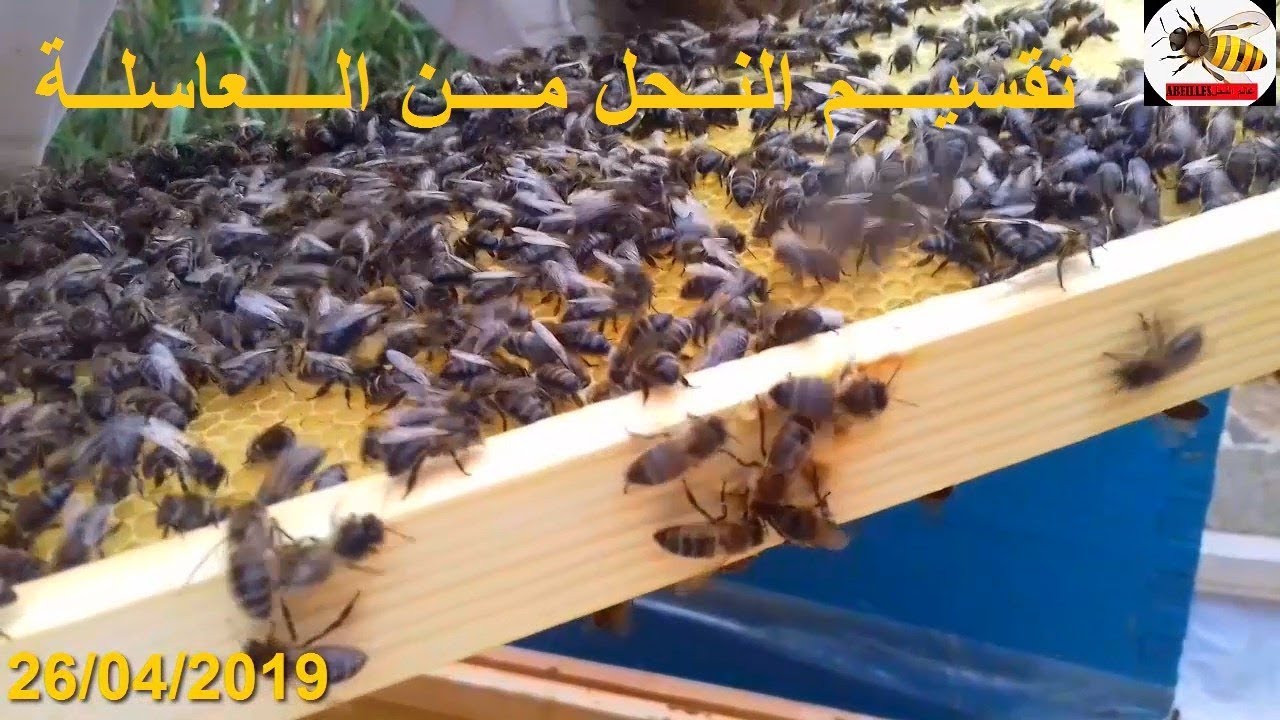 تقسيم خلايا النحل من العاسلة  في نفس المكان division beehive