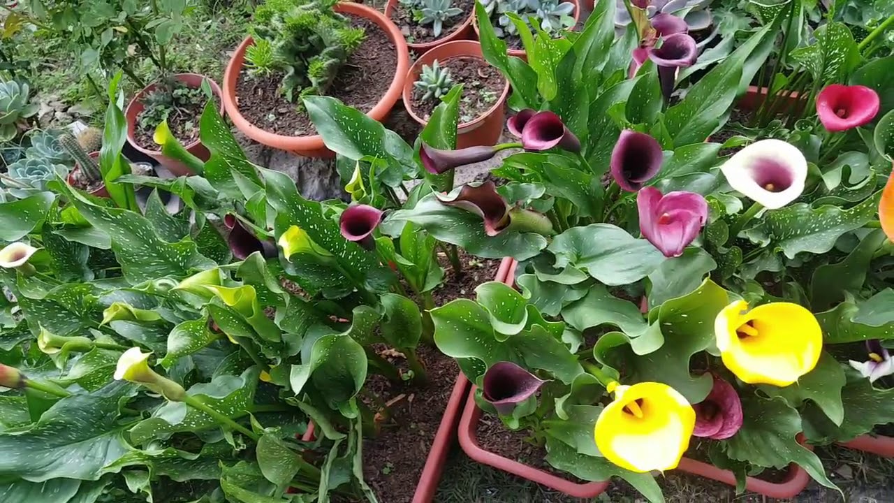 Cómo cultivar Calas de Colores / Callas /  Cartuchos / Alcatraces / Zantedeschia