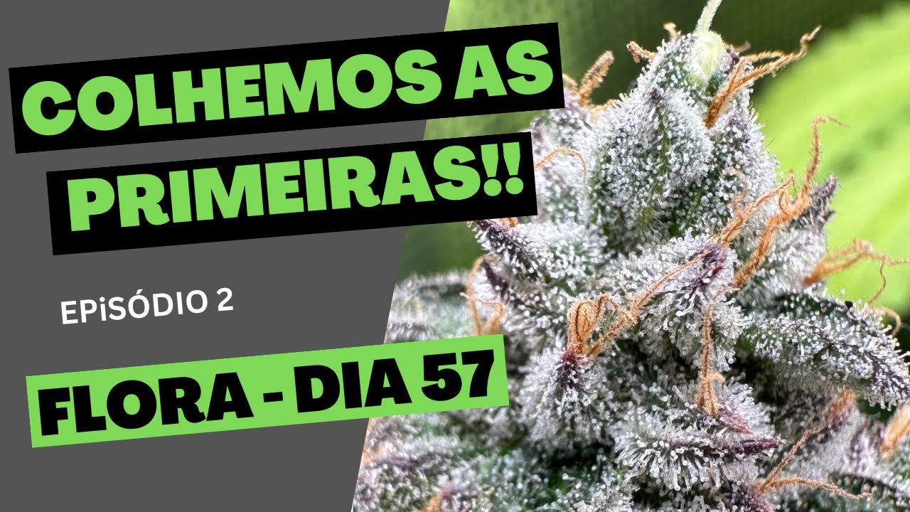COLHEITA MIMOSA VS ORANGE PUNCH - FLORA DIA 57 - Cultivo Cannabis Indoor