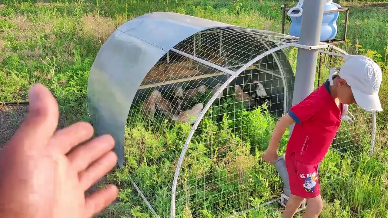 Куриный трактор, полный обзор готовой версии.