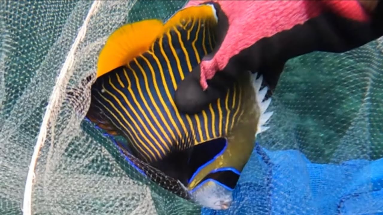 【屋久島の海】でっかい海水魚が次々と、、、どおなってるねん！