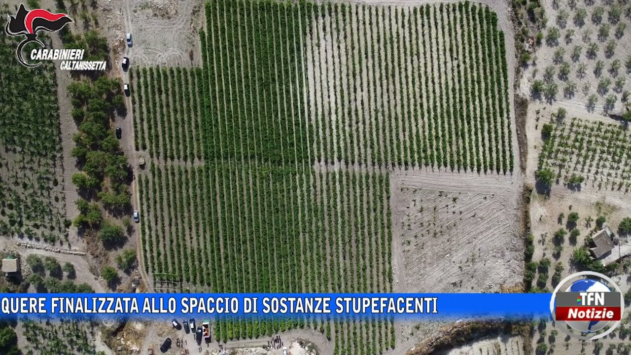 Piantagione di marijuana a Riesi, 11 arresti