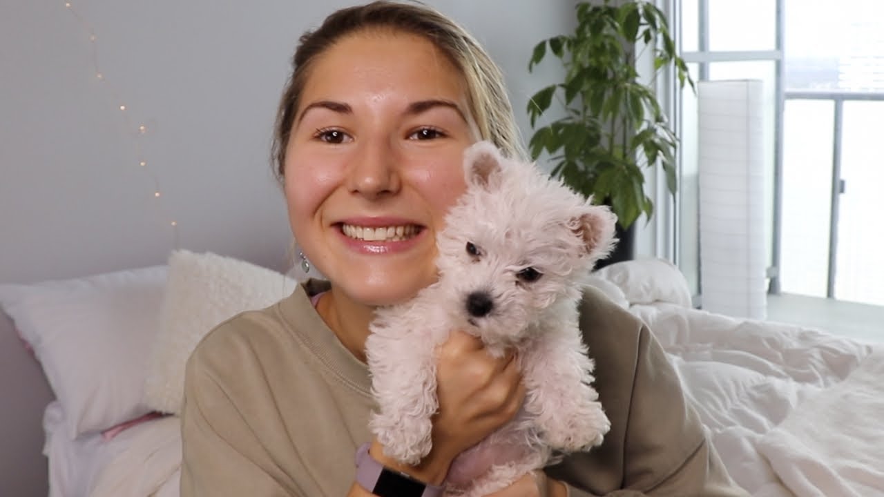I got a Puppy! | 10 Week Old West Highland Terrier (Westie)