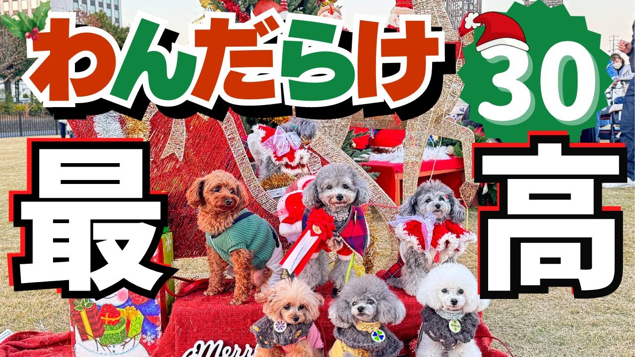 【わんだらけ30】過去最高のイベントについてお伝えします。これが日本最大わんこマルシェです🐩💗後編in名古屋港ガーデン埠頭【 WANDARAKE 】