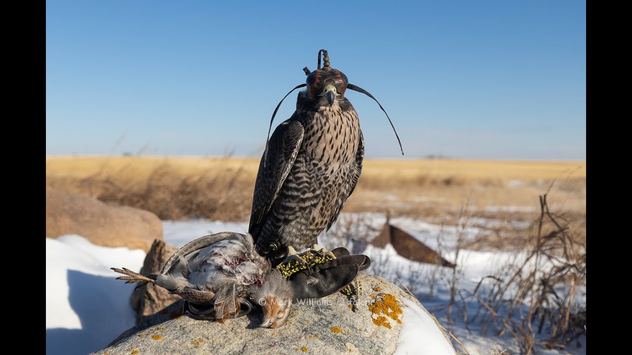 Смирись, Лютик