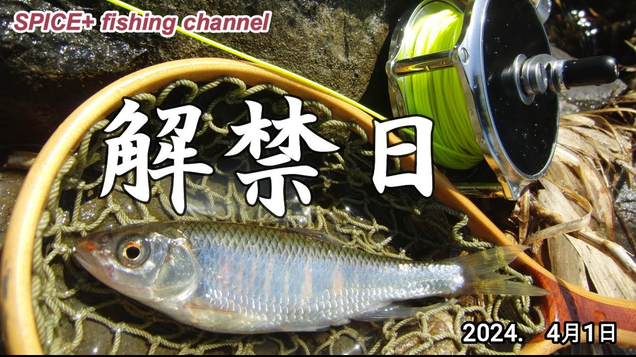 【オイカワ　フライフィッシング】オイカワ釣りのホームリバー2024年解禁日の様子です！