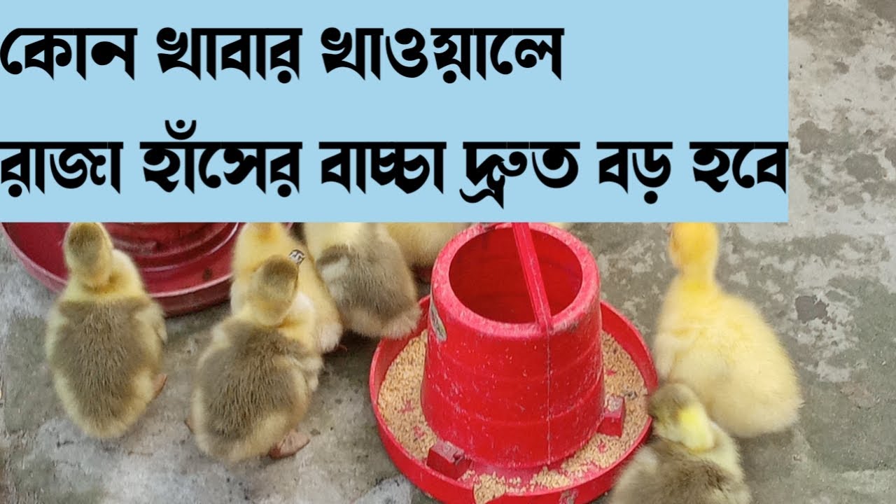 কোন খাবার দিলে রাজহাঁসের বাচ্চা দ্রুত বড় হবে