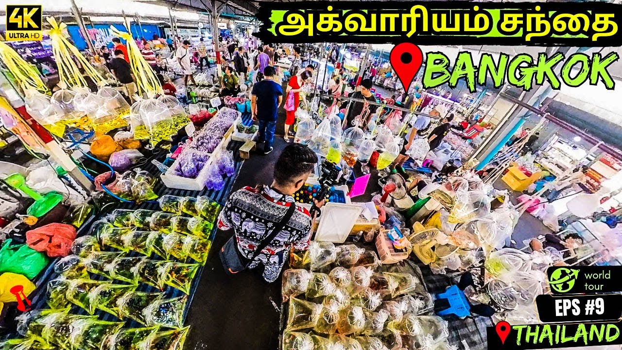 Exploring the Largest Fish Market in the World! (Chatuchak Market Aquarium) Tour Guide