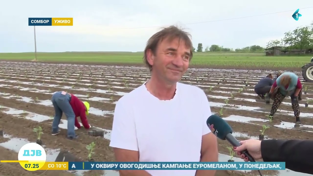Kako je ove godine rodila lubenica
