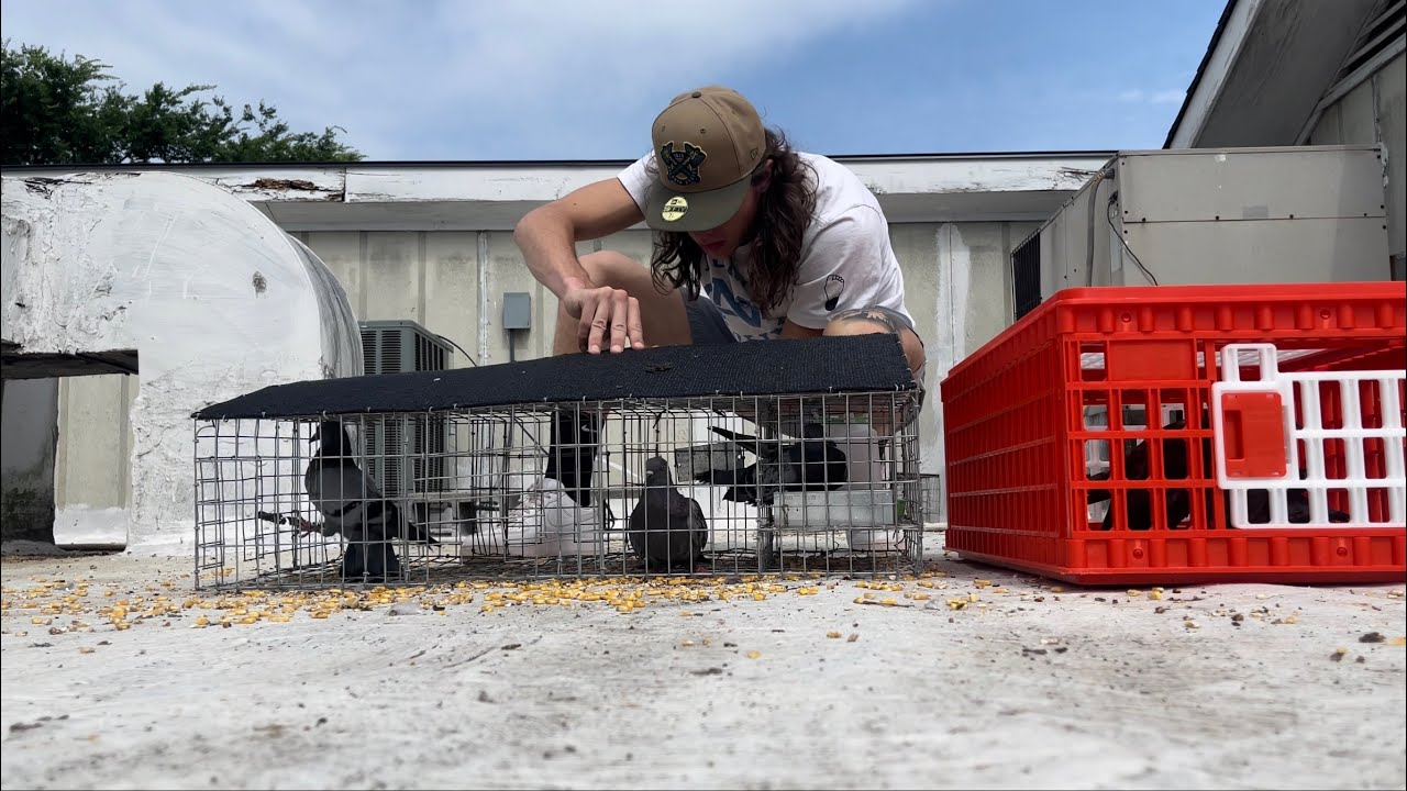 TOO MANY PIGEONS!!! (BEAUTIFUL FERAL PIGEONS)