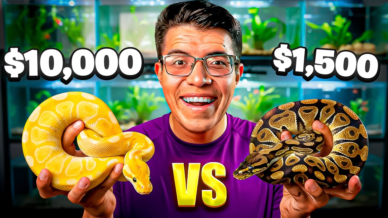 PITÓN BOLA CARA vs BARATA 🐍💰 ¿Realmente vale la pena?