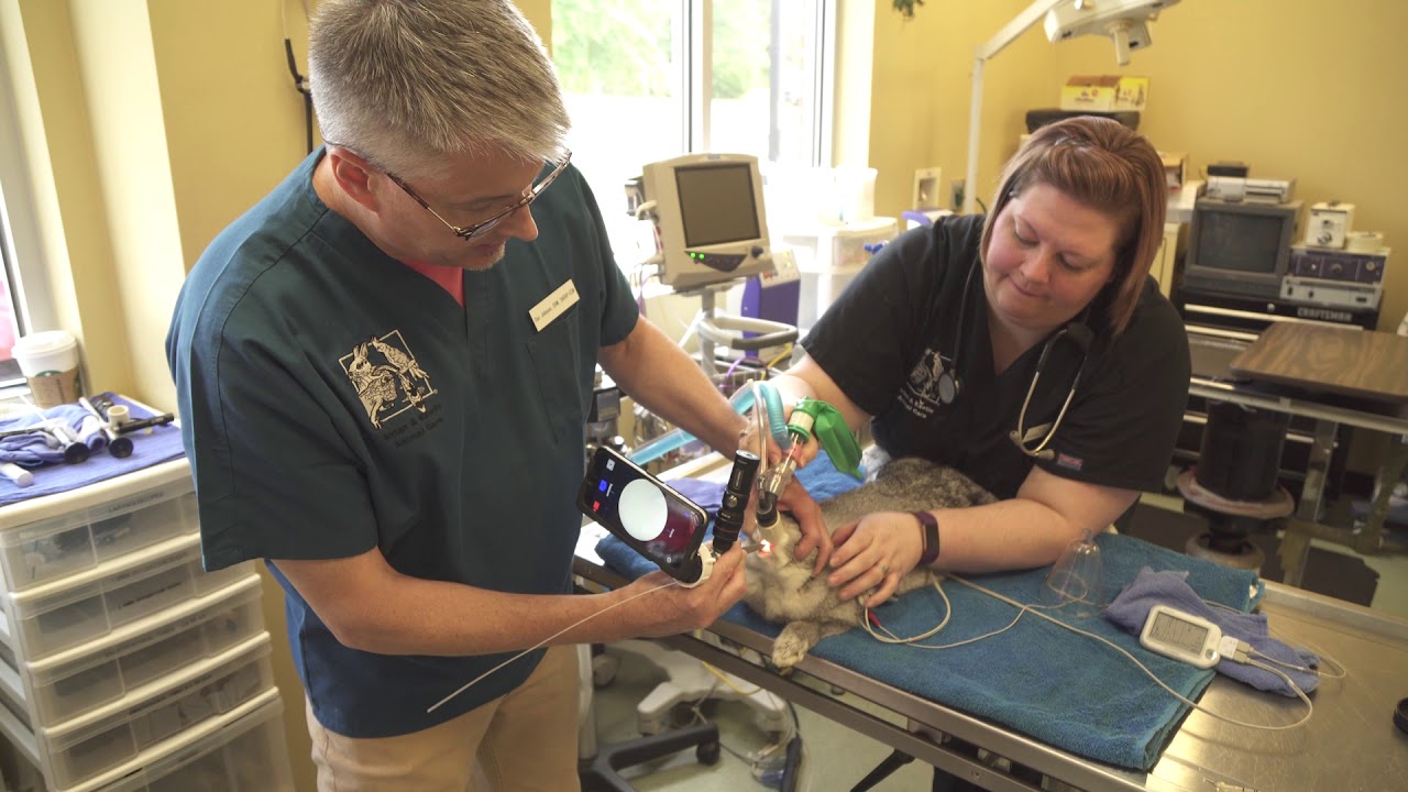 Rabbit Intubation Techniques with VetOvation's Video Otoscope App