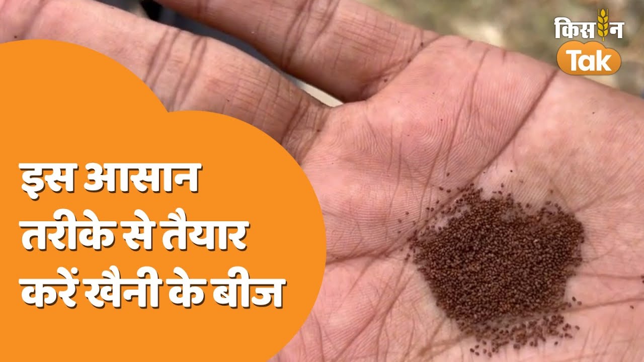 Tobacco Farming: घर पर भी तैयार कर सकते हैं खैनी के बीज, देखें तरीका | Kisan Tak